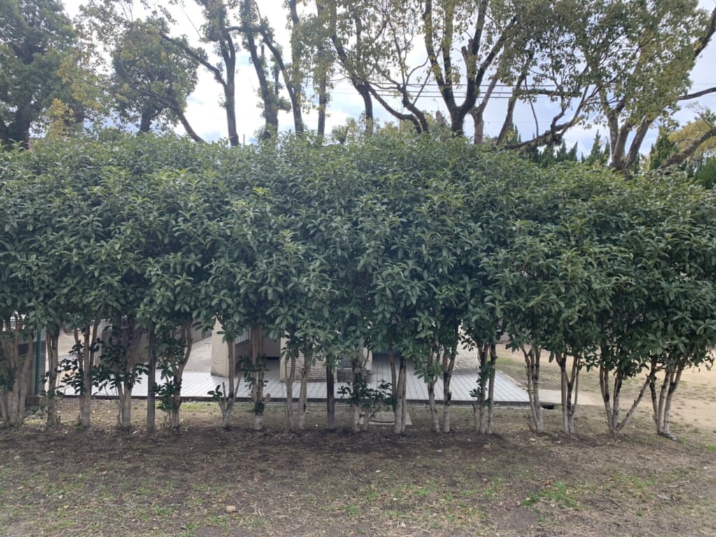 常緑樹とは シンボルツリーに常緑樹を植えよう ライト造園株式会社 造園 外構などお家のことは何でもご相談ください